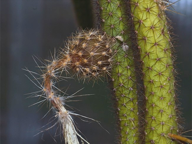 Aporocactus martianus