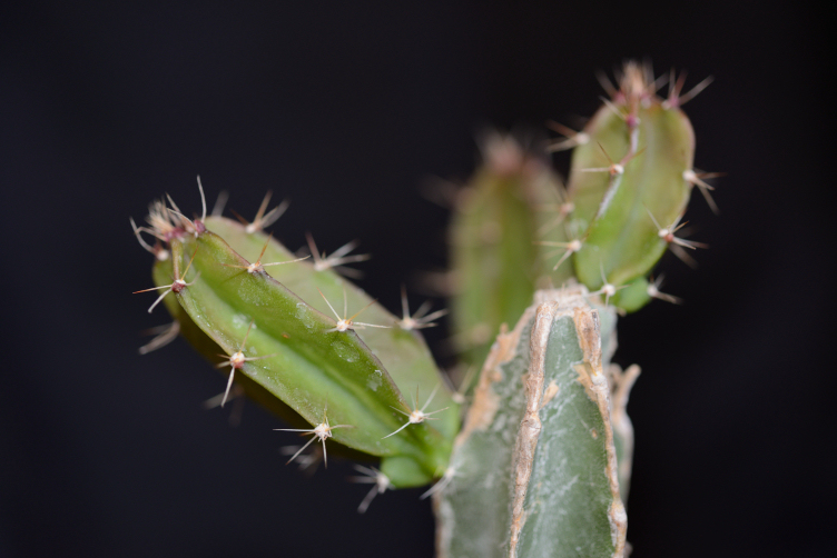 Deamia chontalensis