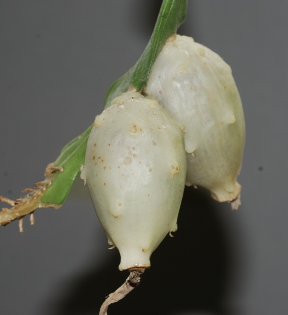 Disocactus anguliger