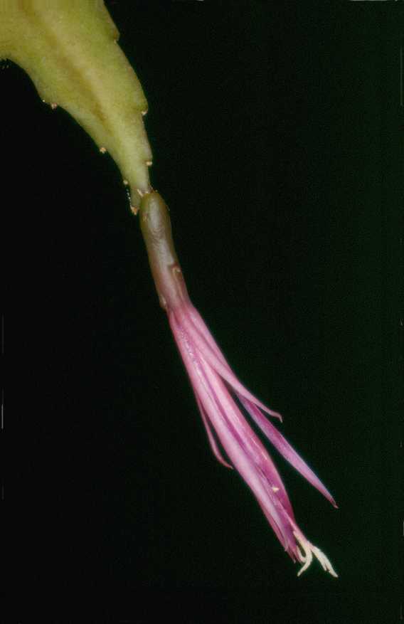 Disocactus biformis