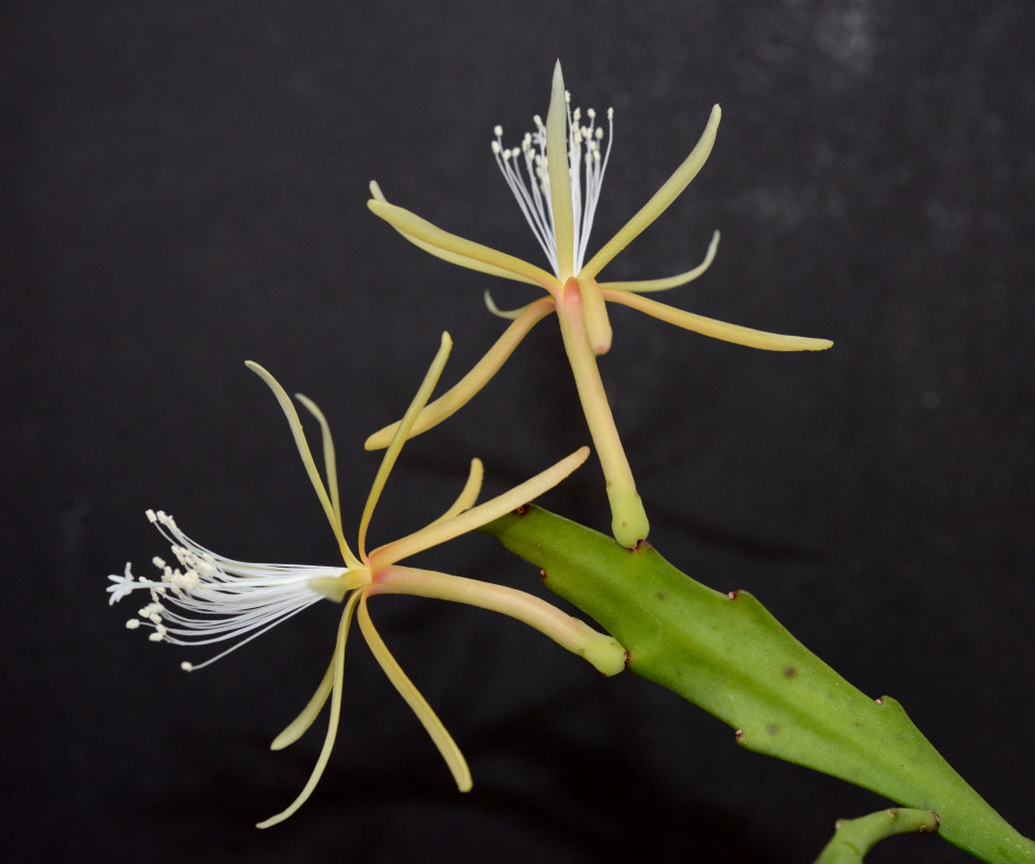 Disocactus macranthus