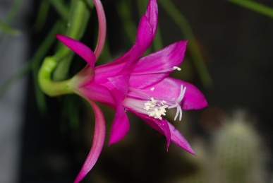 Disocactus nelsonii