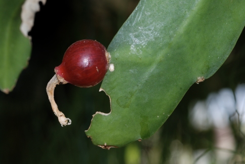 Disocactus nelsonii