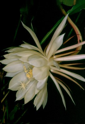 Epiphyllum oxypetalum