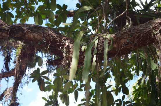 Epiphyllum phyllanthus (Chapada Diamantina, Brazilië)