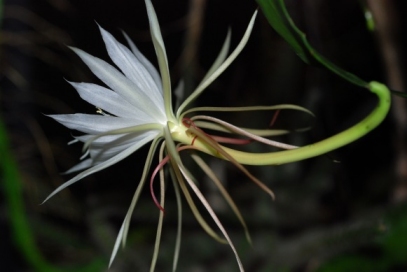 Epiphyllum pumilum