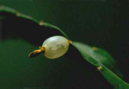 Lepismium brevispinum ISI 1351 Cerros Calla Calla,
Peru