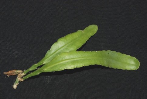 Lepismium brevispinum ISI 1351 Cerros Calla Calla,
Peru