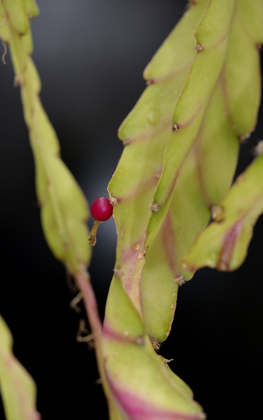 Lepismium floribundum