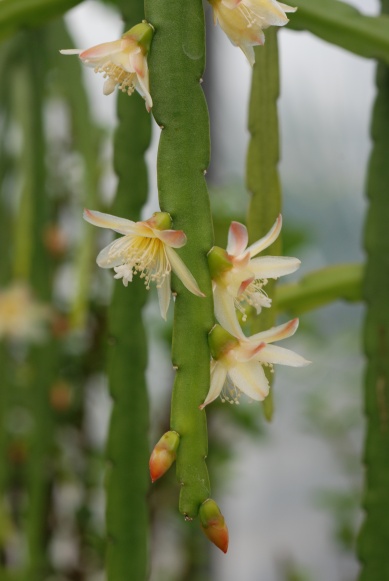 Pfeiffera boliviana