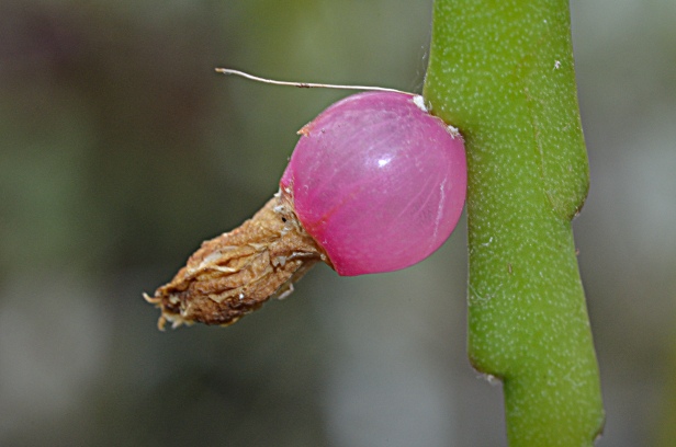 Pfeiffera boliviana