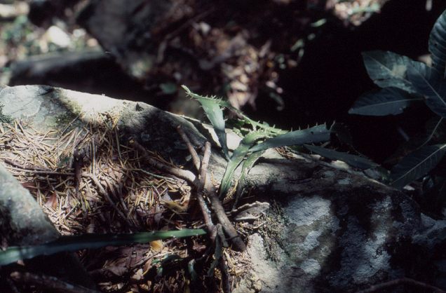 Pfeiffera monacantha, La Pajcha, Bolivia