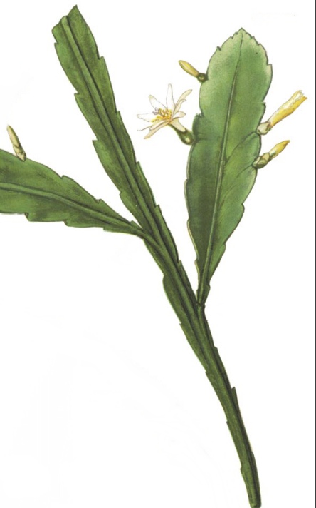 Pseudorhipsalis alata