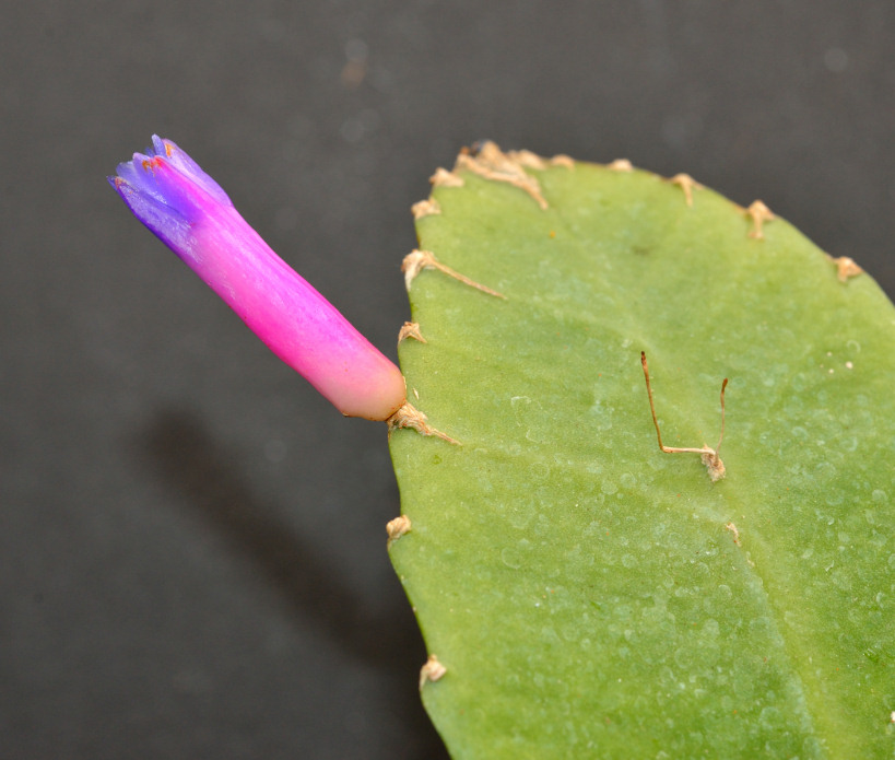 Pseudorhipsalis amazonica panamensis