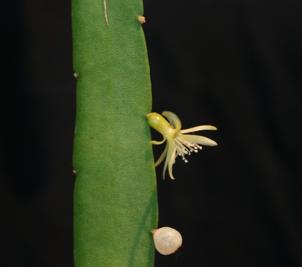 Pseudorhipsalis ramulosa