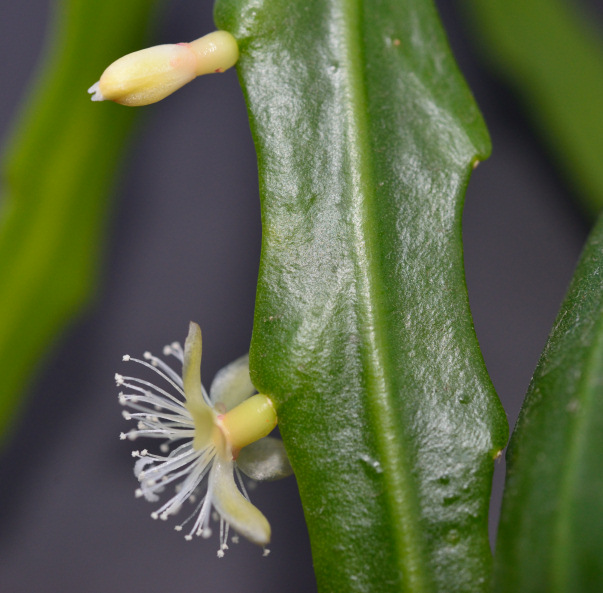 Rhipsalis goebeliana