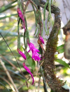 Schlumbergera microsphaerica (obtusangula), Itatiaia