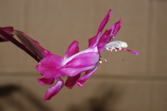 Schlumbergera truncata