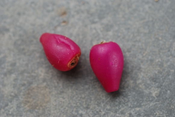 Schlumbergera truncata