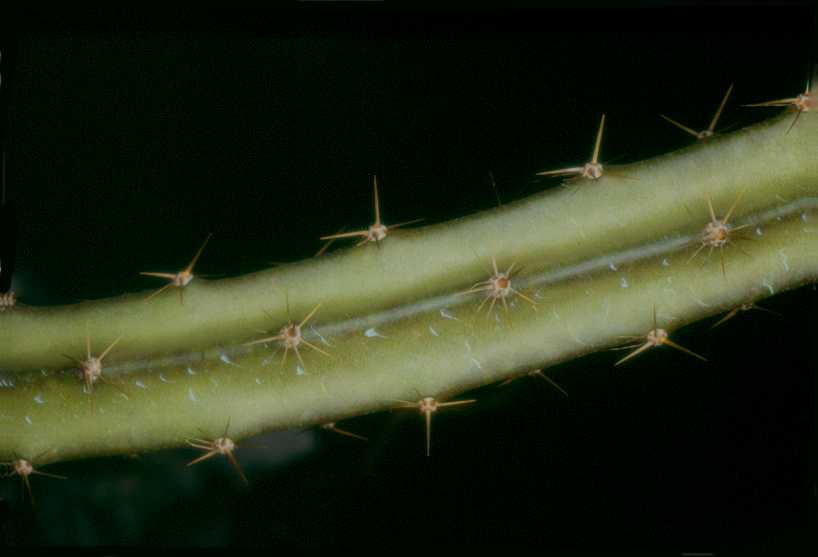 Selenicereus pteranthus macdonaldiae